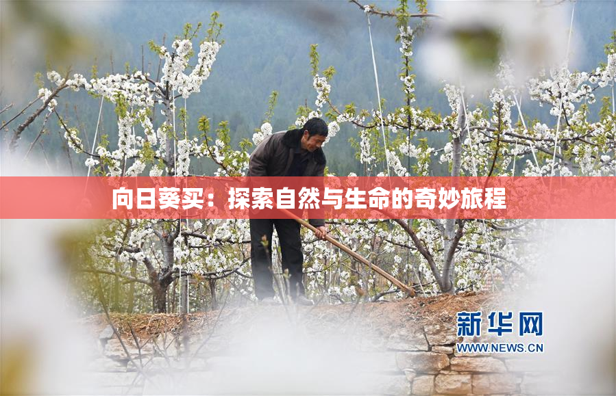 向日葵买：探索自然与生命的奇妙旅程