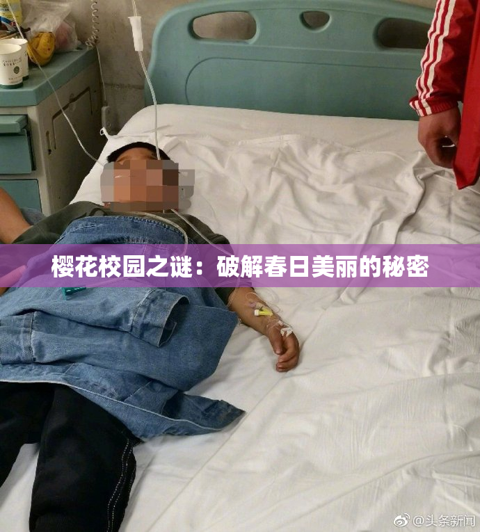 樱花校园之谜：破解春日美丽的秘密