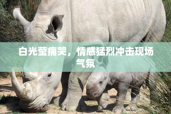 白光莹痛哭，情感猛烈冲击现场气氛