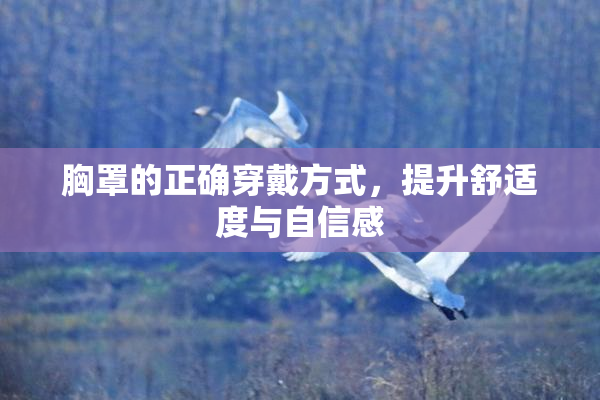 胸罩的正确穿戴方式，提升舒适度与自信感