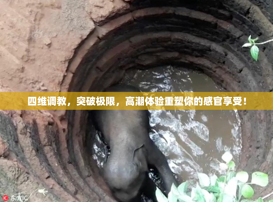 四维调教，突破极限，高潮体验重塑你的感官享受！