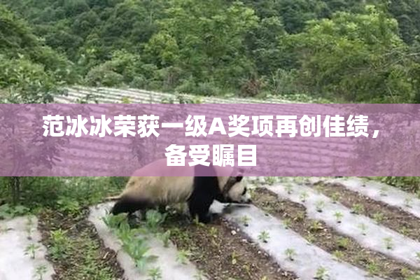 范冰冰荣获一级A奖项再创佳绩，备受瞩目