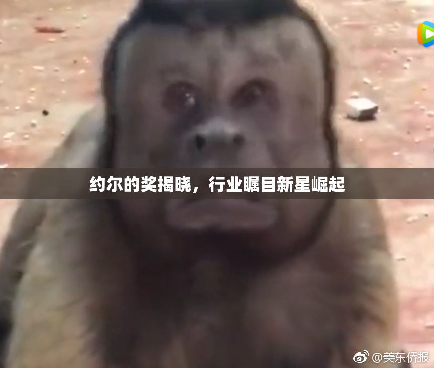 约尔的奖揭晓，行业瞩目新星崛起