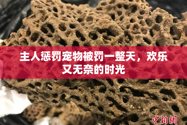 主人惩罚宠物被罚一整天，欢乐又无奈的时光