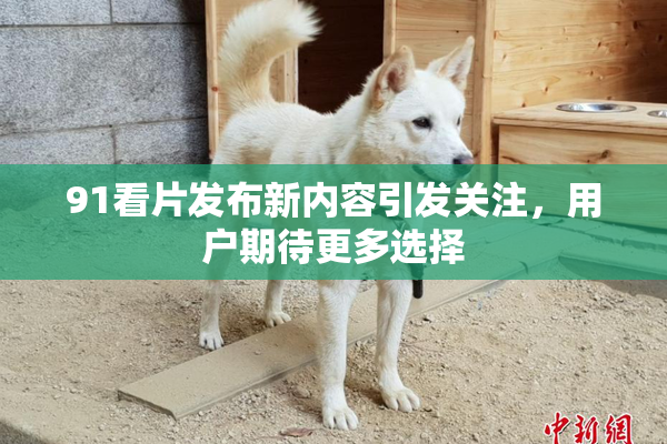 91看片发布新内容引发关注，用户期待更多选择