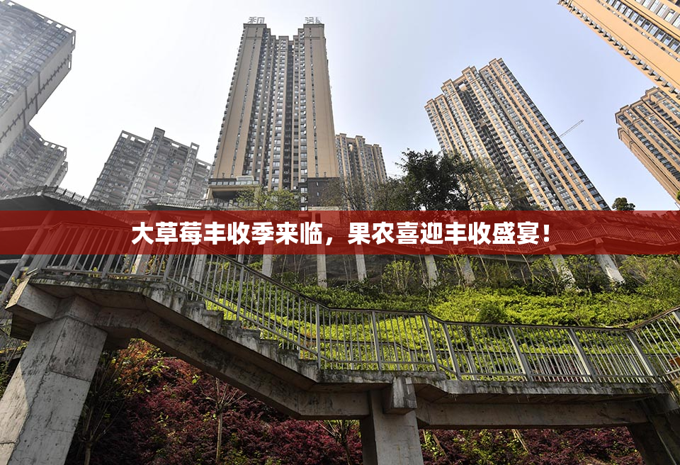 大草莓丰收季来临，果农喜迎丰收盛宴！
