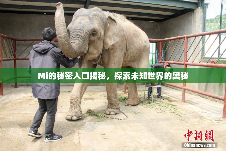 Mi的秘密入口揭秘，探索未知世界的奥秘