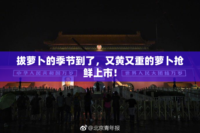 拔萝卜的季节到了，又黄又重的萝卜抢鲜上市！