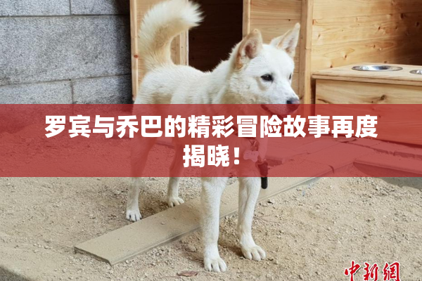 罗宾与乔巴的精彩冒险故事再度揭晓！