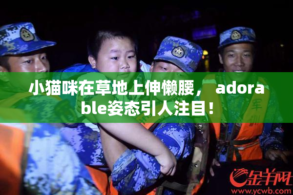 小猫咪在草地上伸懒腰， adorable姿态引人注目！