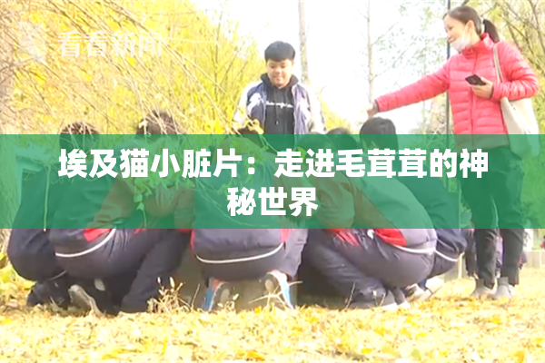 埃及猫小脏片：走进毛茸茸的神秘世界