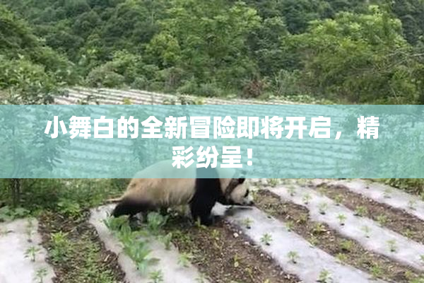 小舞白的全新冒险即将开启，精彩纷呈！