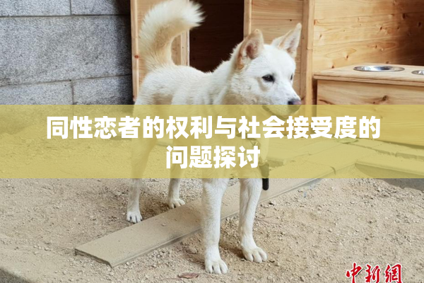 同性恋者的权利与社会接受度的问题探讨
