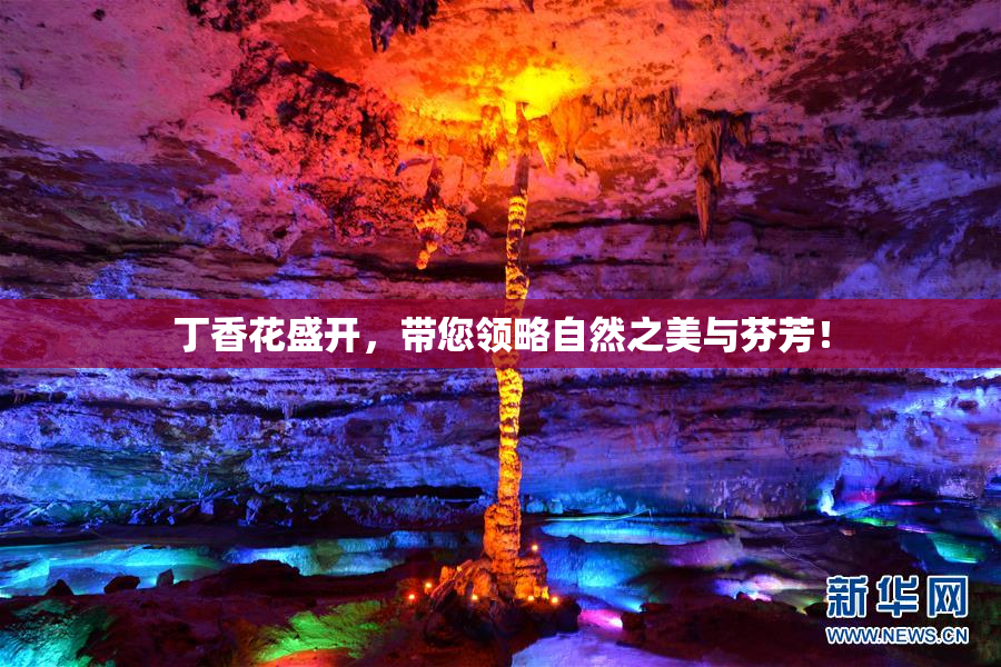 丁香花盛开，带您领略自然之美与芬芳！