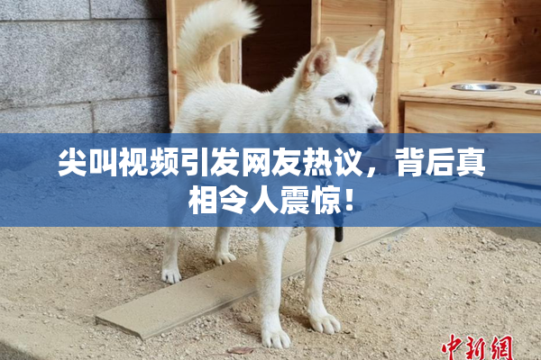 尖叫视频引发网友热议，背后真相令人震惊！