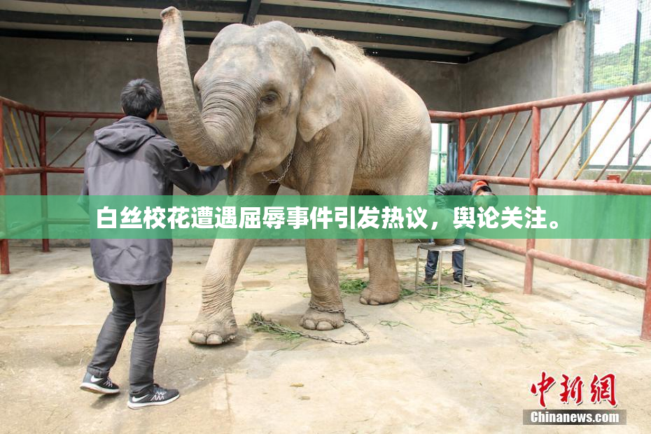 白丝校花遭遇屈辱事件引发热议，舆论关注。