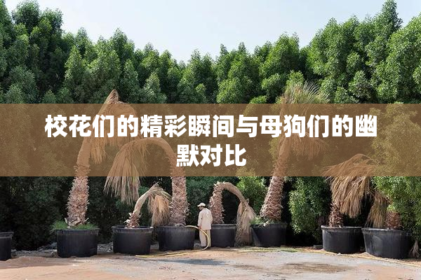 校花们的精彩瞬间与母狗们的幽默对比