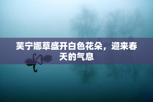 芙宁娜草盛开白色花朵，迎来春天的气息