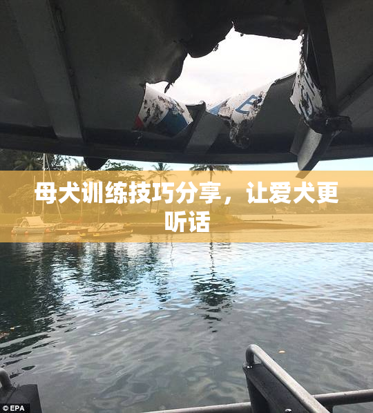 母犬训练技巧分享，让爱犬更听话