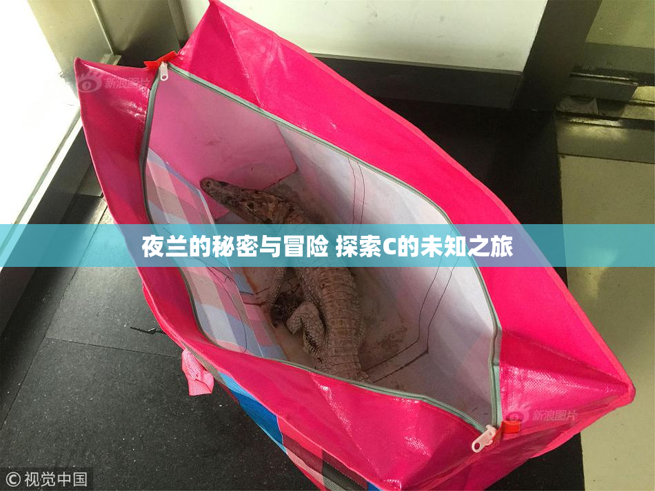 夜兰的秘密与冒险 探索C的未知之旅