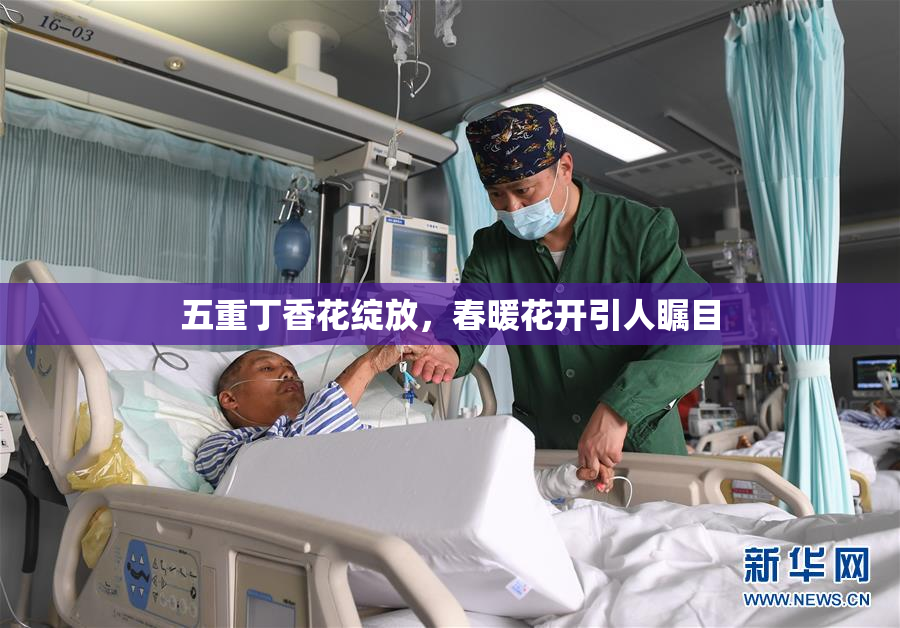 五重丁香花绽放，春暖花开引人瞩目