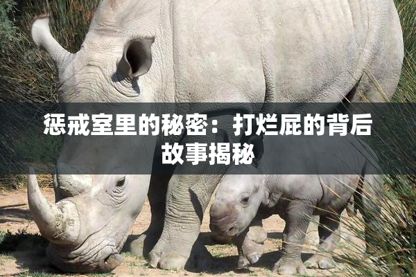 惩戒室里的秘密：打烂屁的背后故事揭秘