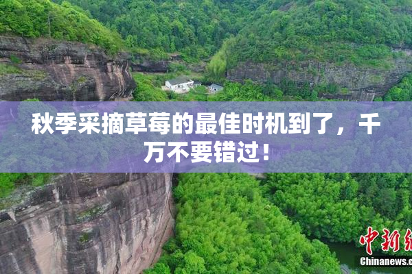 秋季采摘草莓的最佳时机到了，千万不要错过！