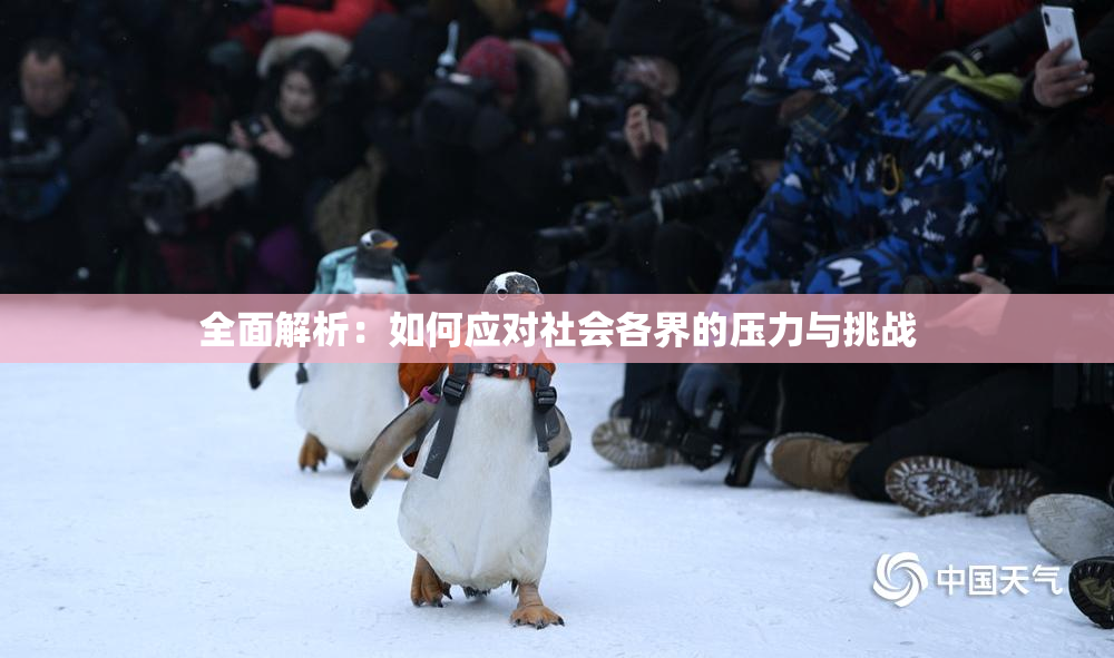 全面解析：如何应对社会各界的压力与挑战