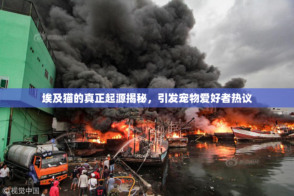 埃及猫的真正起源揭秘，引发宠物爱好者热议