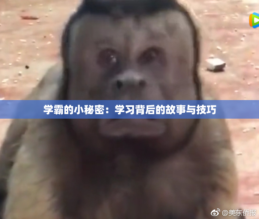 学霸的小秘密：学习背后的故事与技巧