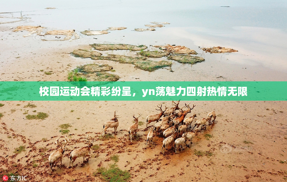 校园运动会精彩纷呈，yn荡魅力四射热情无限