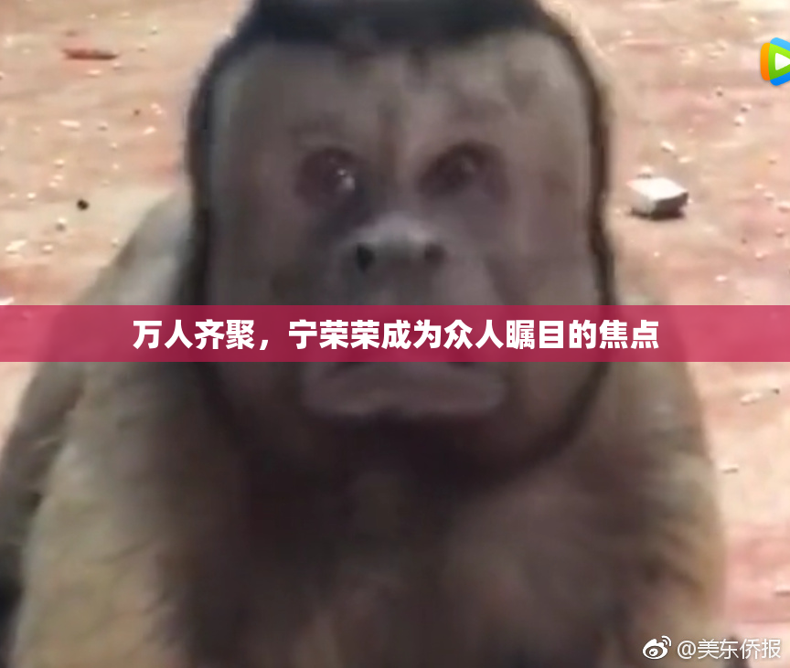 万人齐聚，宁荣荣成为众人瞩目的焦点