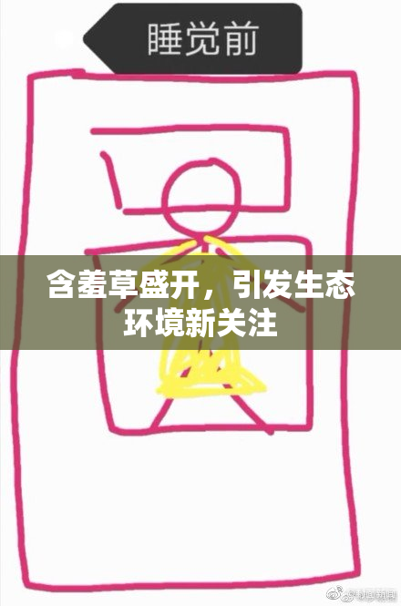 含羞草盛开，引发生态环境新关注
