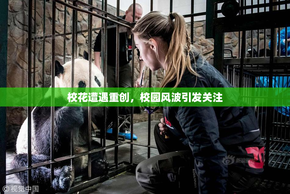 校花遭遇重创，校园风波引发关注