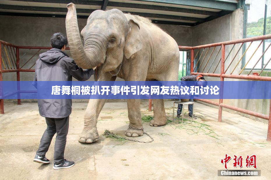 唐舞桐被扒开事件引发网友热议和讨论