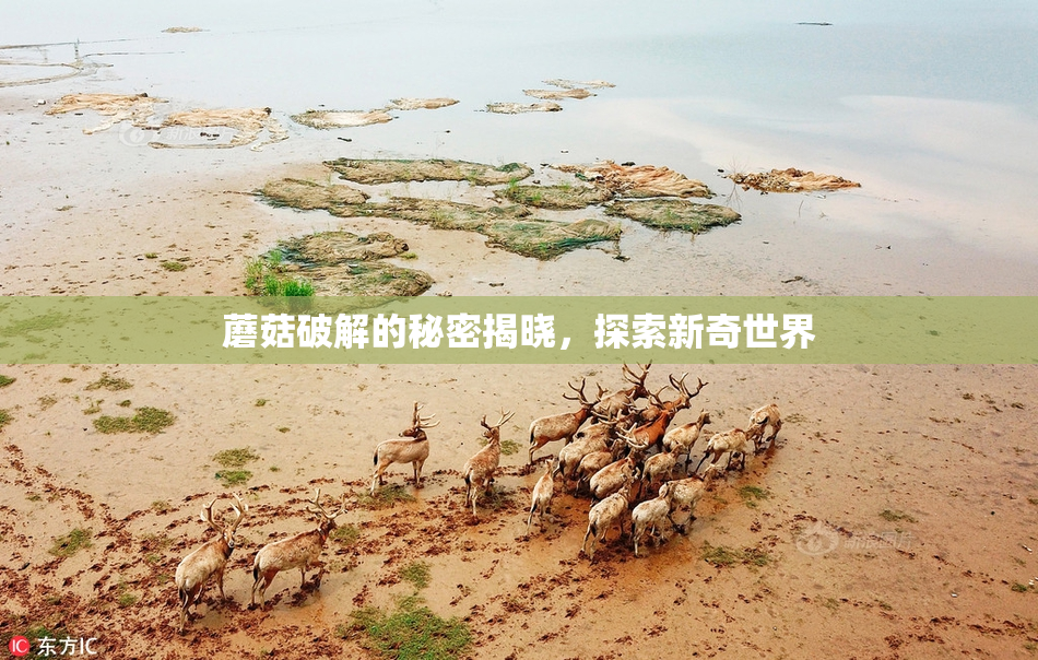 蘑菇破解的秘密揭晓，探索新奇世界
