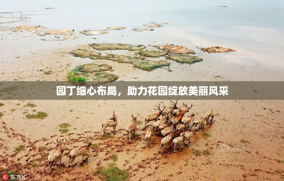 园丁细心布局，助力花园绽放美丽风采