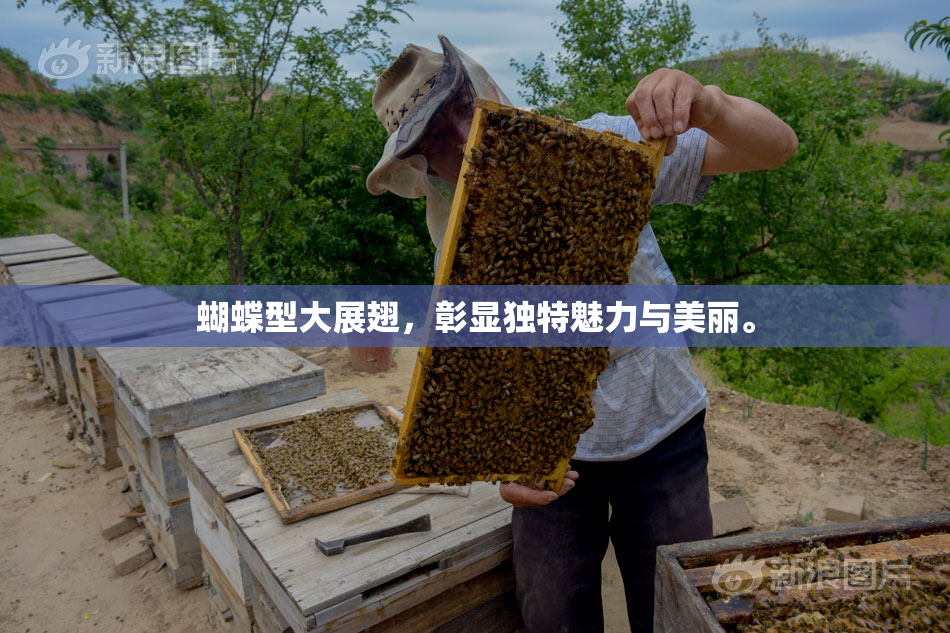 蝴蝶型大展翅，彰显独特魅力与美丽。
