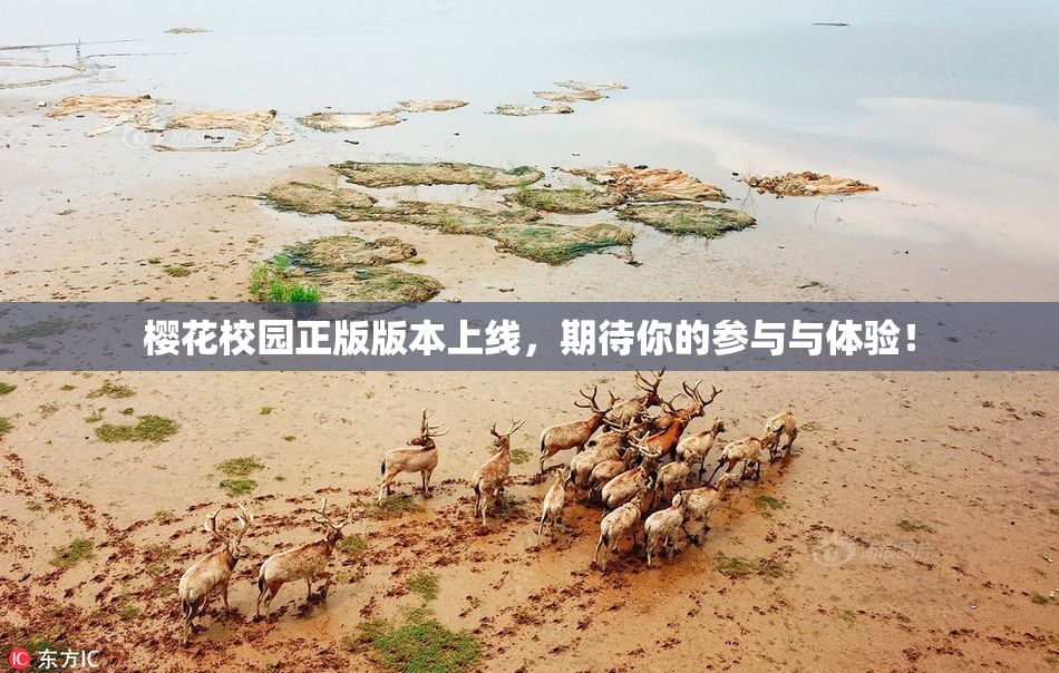 樱花校园正版版本上线，期待你的参与与体验！