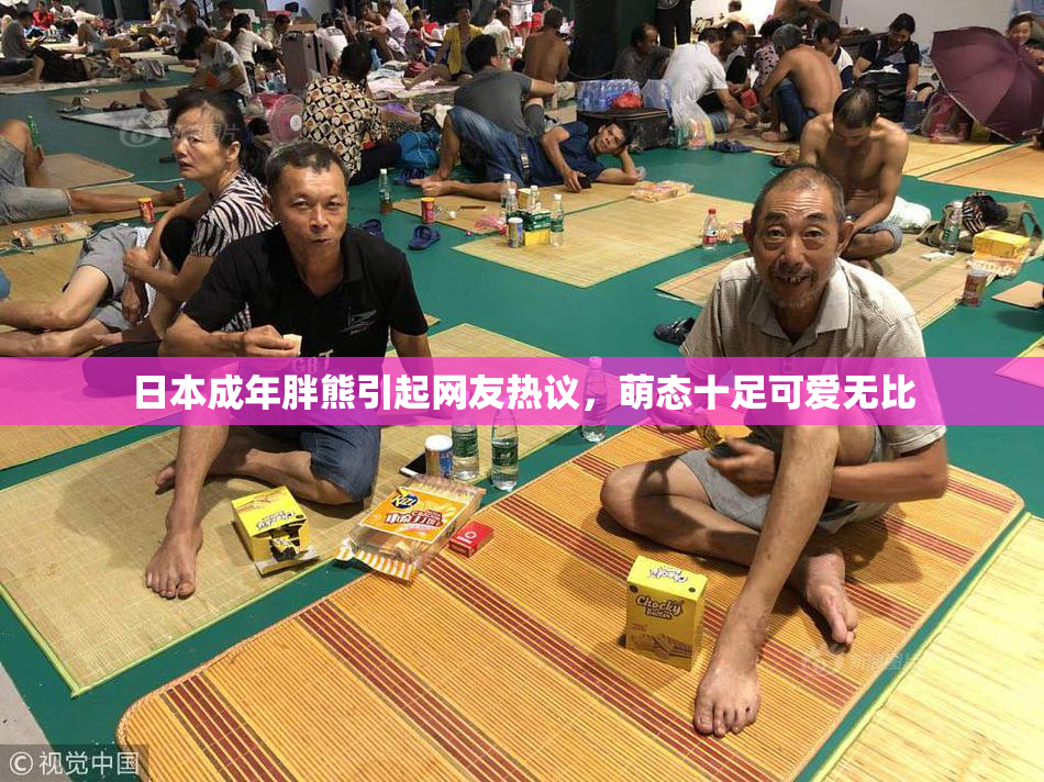 日本成年胖熊引起网友热议，萌态十足可爱无比