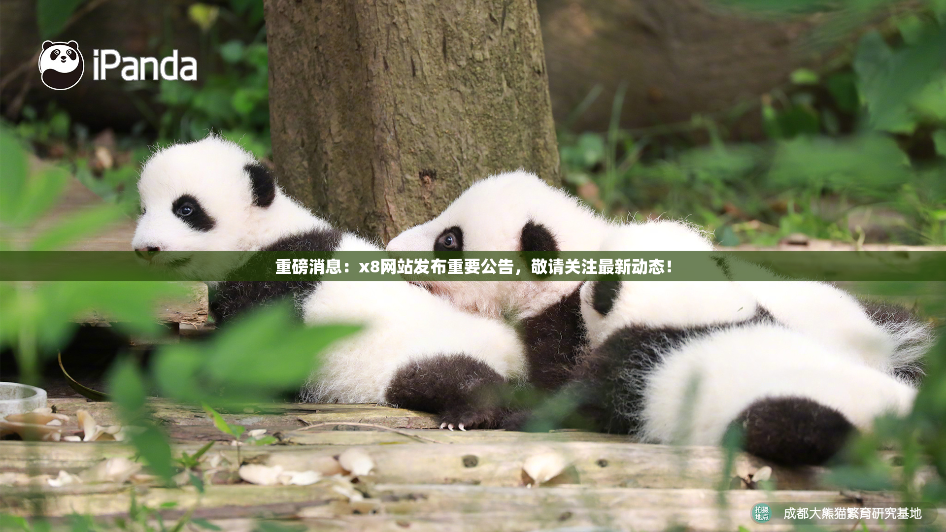 重磅消息：x8网站发布重要公告，敬请关注最新动态！