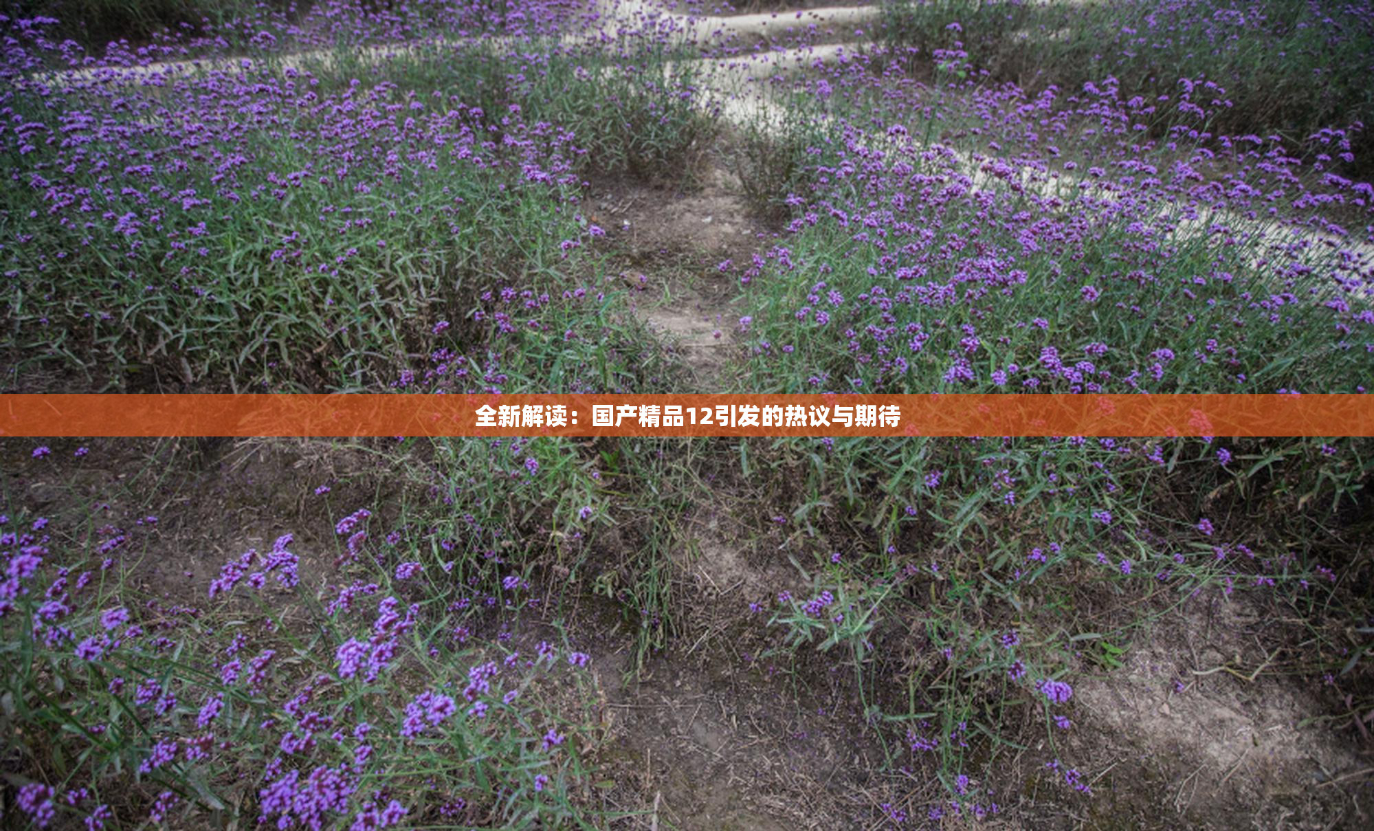 全新解读：国产精品12引发的热议与期待
