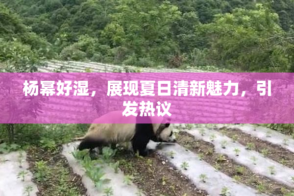 杨幂好湿，展现夏日清新魅力，引发热议