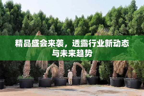 精品盛会来袭，透露行业新动态与未来趋势