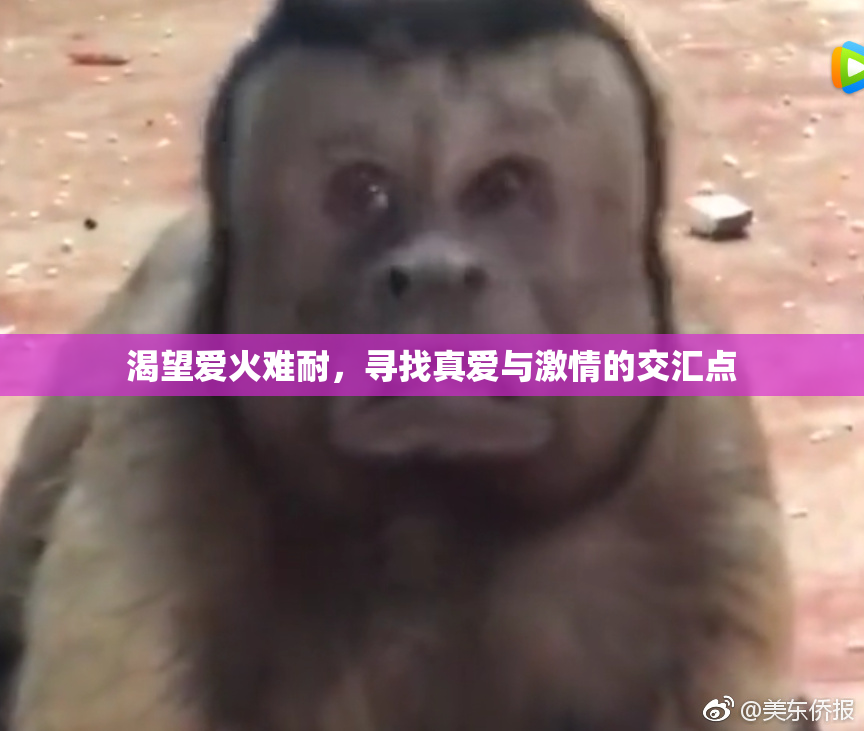 渴望爱火难耐，寻找真爱与激情的交汇点