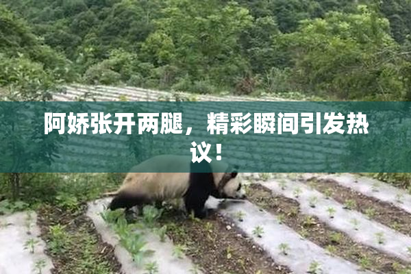 阿娇张开两腿，精彩瞬间引发热议！