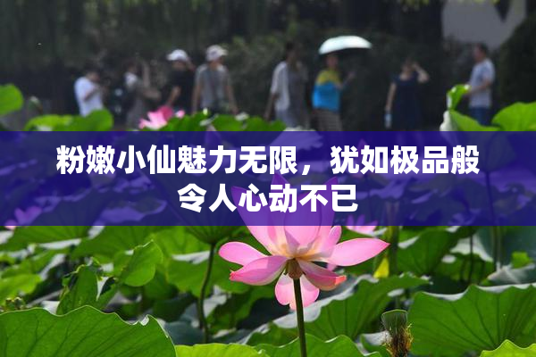 粉嫩小仙魅力无限，犹如极品般令人心动不已
