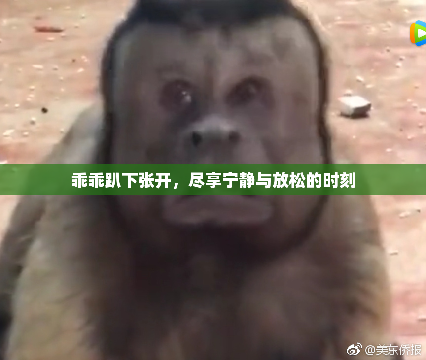乖乖趴下张开，尽享宁静与放松的时刻