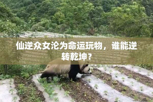 仙逆众女沦为命运玩物，谁能逆转乾坤？