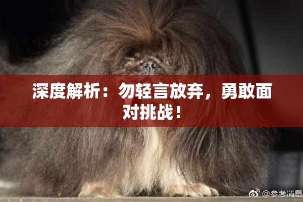 深度解析：勿轻言放弃，勇敢面对挑战！